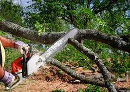 How Our Tree Care Process Works  in  Coeur Dalene, ID