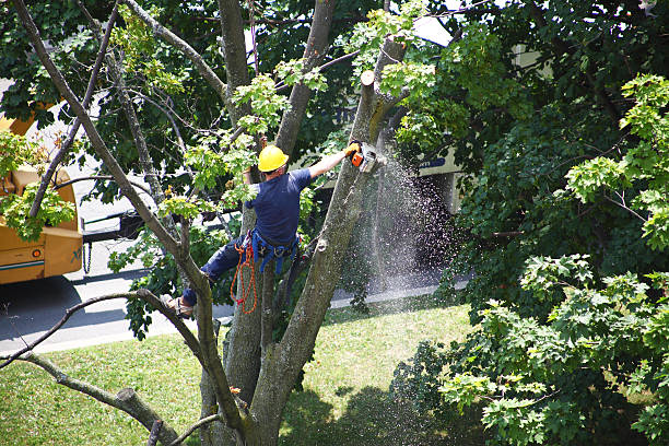 Best Root Management and Removal  in Coeur Dalene, ID